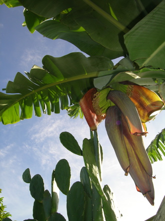 banane2